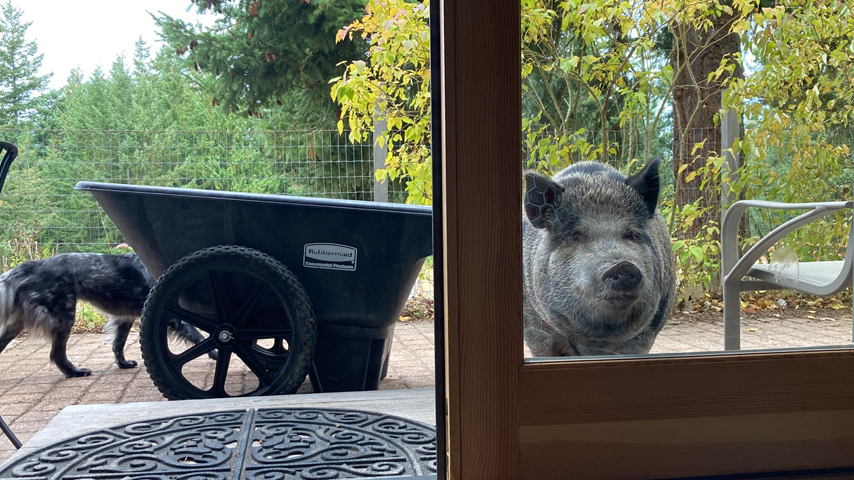 rosie looking through window